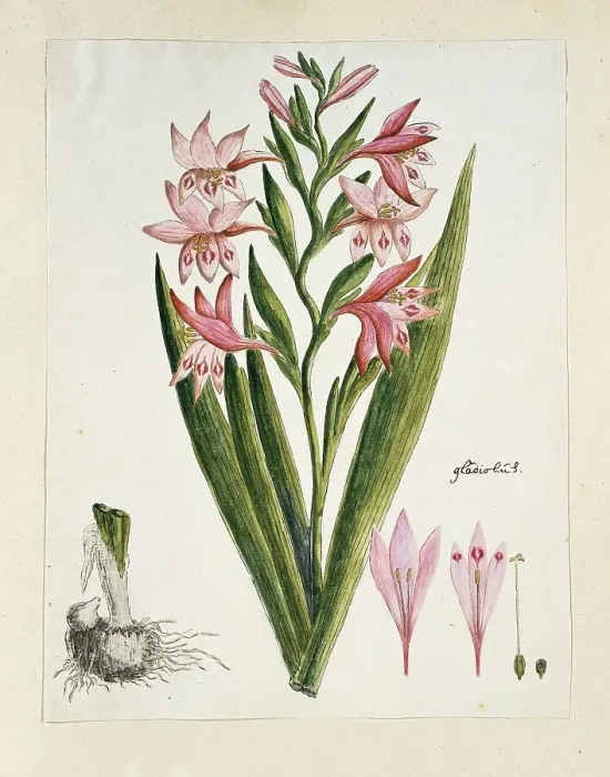 Framed Print : Gladiolus carneus D. Delarochev (Painted lady), 1777-1786. Creator: Robert Jacob Gordon Framed Print : Gladiolus carneus D. Delarochev (Painted lady), 1777-1786. Creator: Robert Jacob Gordon