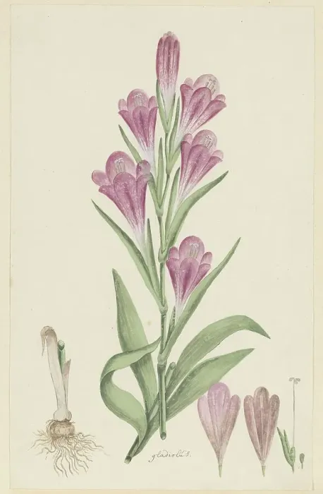 Framed Print : Gladiolus caryhyllaceus (Burm, f.) Poir. 1777-1786. Creator: Robert Jacob Gordon Framed Print : Gladiolus caryhyllaceus (Burm, f.) Poir. 1777-1786. Creator: Robert Jacob Gordon