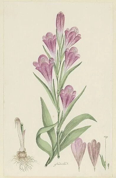 Gladiolus caryhyllaceus (Burm, f.) Poir. 1777-1786. Creator: Robert Jacob Gordon