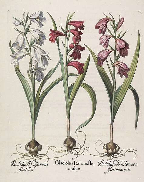 Gladiolus italicus flore rubro, 1613. Creator: Besler, Basilius (1561-1629)