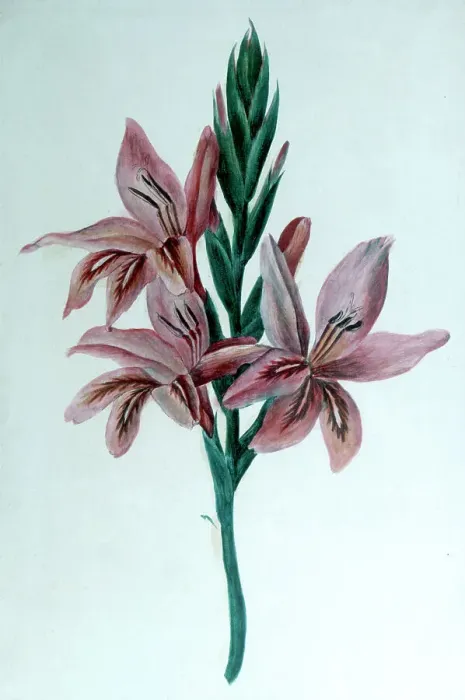 Framed Print : Glaieul (Gladioli), 19th century. Artist: George Sand Framed Print : Glaieul (Gladioli), 19th century. Artist: George Sand