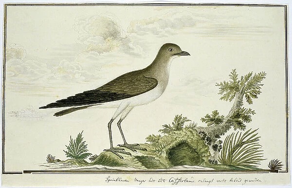 Glareola nordmanni (Black-winged pratincole), 1777-1786. Creator: Robert Jacob Gordon