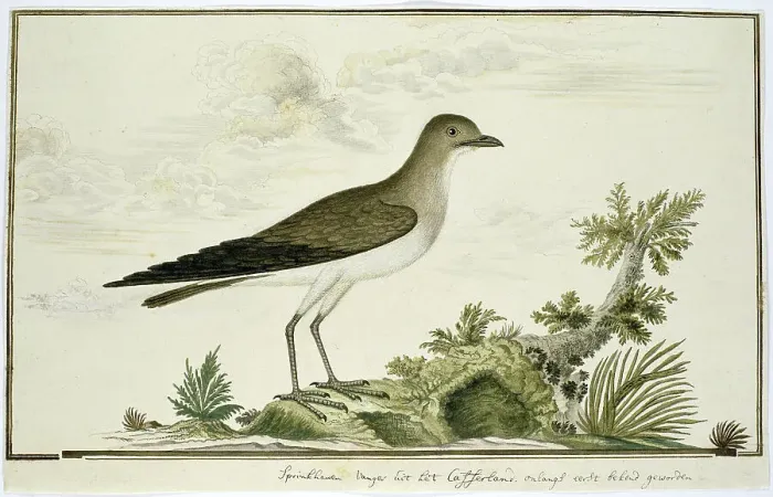 Framed Print : Glareola nordmanni (Black-winged pratincole), 1777-1786. Creator: Robert Jacob Gordon Framed Print : Glareola nordmanni (Black-winged pratincole), 1777-1786. Creator: Robert Jacob Gordon