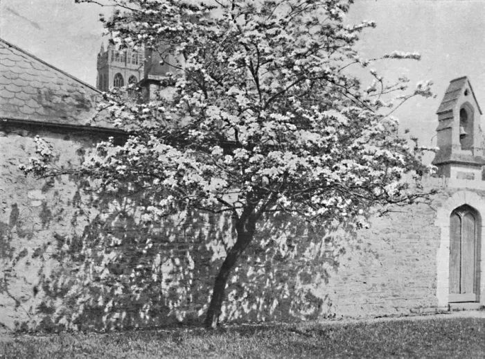 Framed Print : The Glastonbury Thorn, 1902 Framed Print : The Glastonbury Thorn, 1902