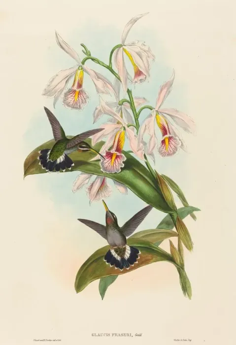 Framed Print : Glaucis fraseri (Frasers Barbed-throat). Creators: John Gould, Henry Constantine Richter Framed Print : Glaucis fraseri (Frasers Barbed-throat). Creators: John Gould, Henry Constantine Richter