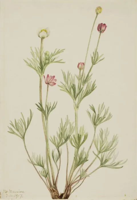 Framed Print : Globe Anemone (Anemone globosa), 1917. Creator: Mary Vaux Walcott Framed Print : Globe Anemone (Anemone globosa), 1917. Creator: Mary Vaux Walcott