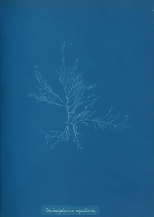 Framed Print : Gloisiphonia capillaris, ca. 1853. Creator: Anna Atkins Framed Print : Gloisiphonia capillaris, ca. 1853. Creator: Anna Atkins