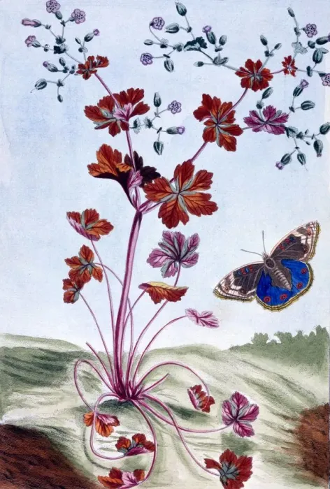 Framed Print : Glossy Cranesbill, pub. 1776. Creator: Pierre Joseph Buchoz (1731-1807) Framed Print : Glossy Cranesbill, pub. 1776. Creator: Pierre Joseph Buchoz (1731-1807)