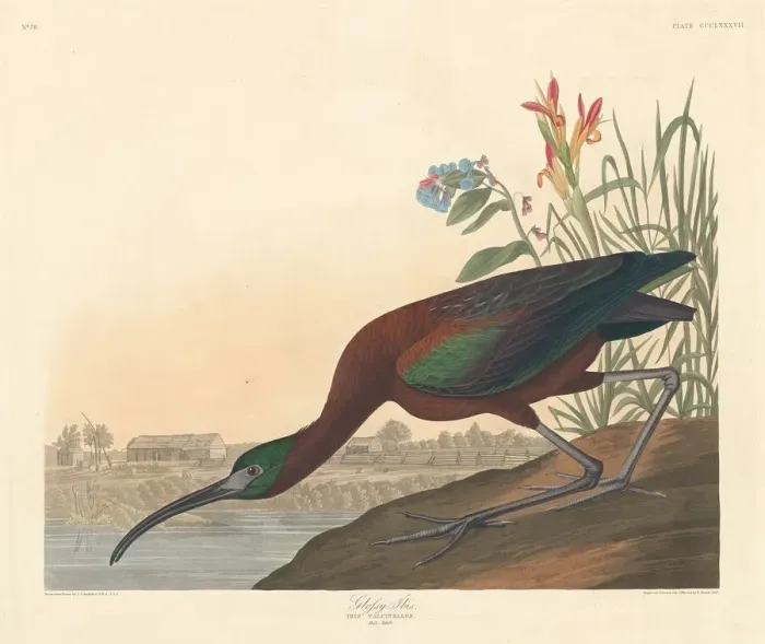 Framed Print : Glossy Ibis, 1837. Creator: Robert Havell Framed Print : Glossy Ibis, 1837. Creator: Robert Havell