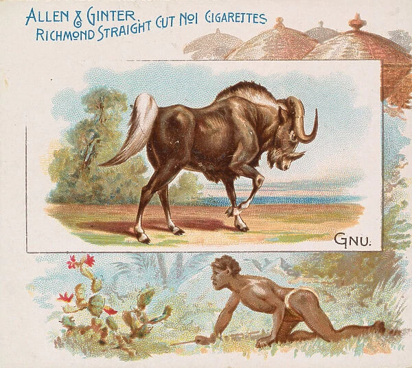 Gnu, from Quadrupeds series (N41) for Allen & Ginter Cigarettes, 1890