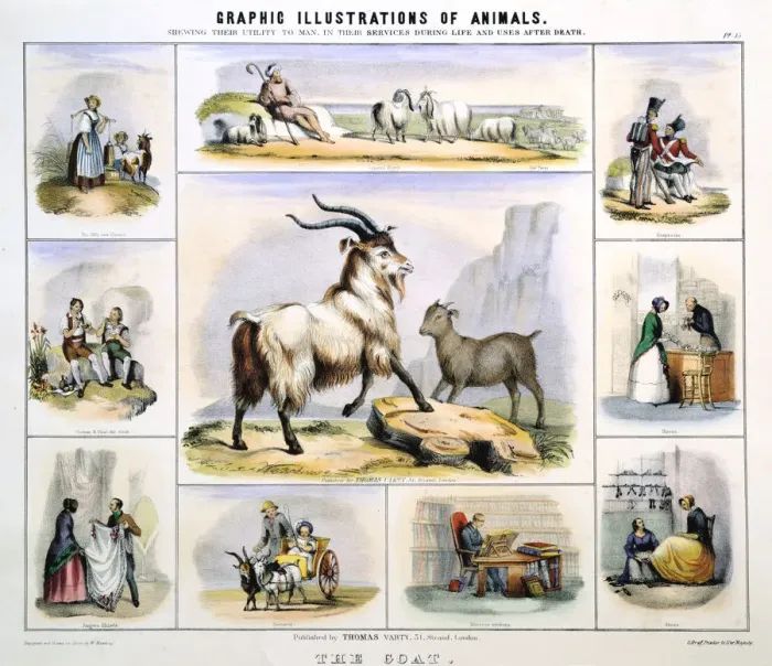 Framed Print : The Goat, c1850. Artist: Benjamin Waterhouse Hawkins Framed Print : The Goat, c1850. Artist: Benjamin Waterhouse Hawkins