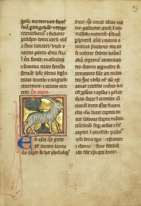 Framed Print : A Goat; De Natura Avium; De Pastoribus et Ovibus; Bestiarium, 1277 or after. Creator: Unknown Framed Print : A Goat; De Natura Avium; De Pastoribus et Ovibus; Bestiarium, 1277 or after. Creator: Unknown