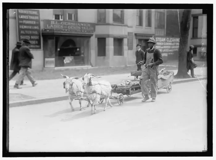 Framed Print : Goat team, between 1910 and 1917. Creator: Harris & Ewing. Goat team, between 1910 and 1917. Creator: Harris & Ewing Framed Print : Goat team, between 1910 and 1917. Creator: Harris & Ewing. Goat team, between 1910 and 1917. Creator: Harris & Ewing
