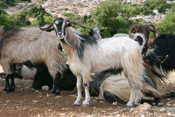 Goats, Kefalonia, Greece