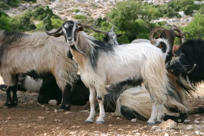 Framed Print : Goats, Kefalonia, Greece Framed Print : Goats, Kefalonia, Greece