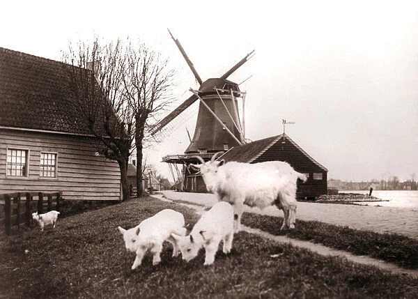 Goats, Laandam, Netherlands, 1898. Artist: James Batkin