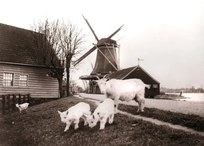 Framed Print : Goats, Laandam, Netherlands, 1898. Artist: James Batkin Framed Print : Goats, Laandam, Netherlands, 1898. Artist: James Batkin
