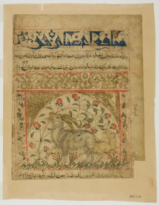 Framed Print : Two Goats from Manafi al-Hayawan (On the Usefulness of Animals) of Ibn Bakhtishu, c Framed Print : Two Goats from Manafi al-Hayawan (On the Usefulness of Animals) of Ibn Bakhtishu, c