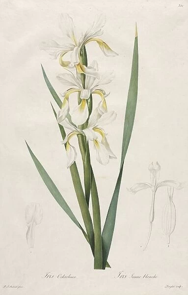 Gold-banded Iris, 1812. Creator: Henry Joseph Redoute (French, 1766-1853)