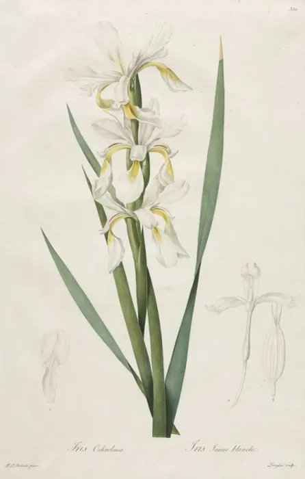 Framed Print : Gold-banded Iris, 1812. Creator: Henry Joseph Redoute (French, 1766-1853) Framed Print : Gold-banded Iris, 1812. Creator: Henry Joseph Redoute (French, 1766-1853)
