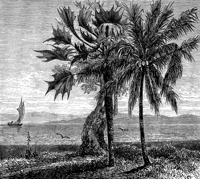 Framed Print : The Gold Coast and Ashantee War: the coast, Gambia River, 1873. Creator: Unknown Framed Print : The Gold Coast and Ashantee War: the coast, Gambia River, 1873. Creator: Unknown