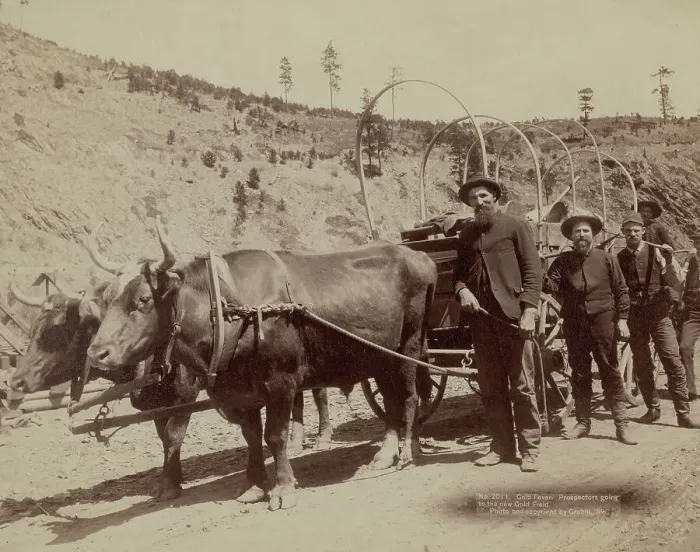 Framed Print : Gold Fever Prospectors going to the new Gold Field, 1889. Creator: John C. H. Grabill Framed Print : Gold Fever Prospectors going to the new Gold Field, 1889. Creator: John C. H. Grabill