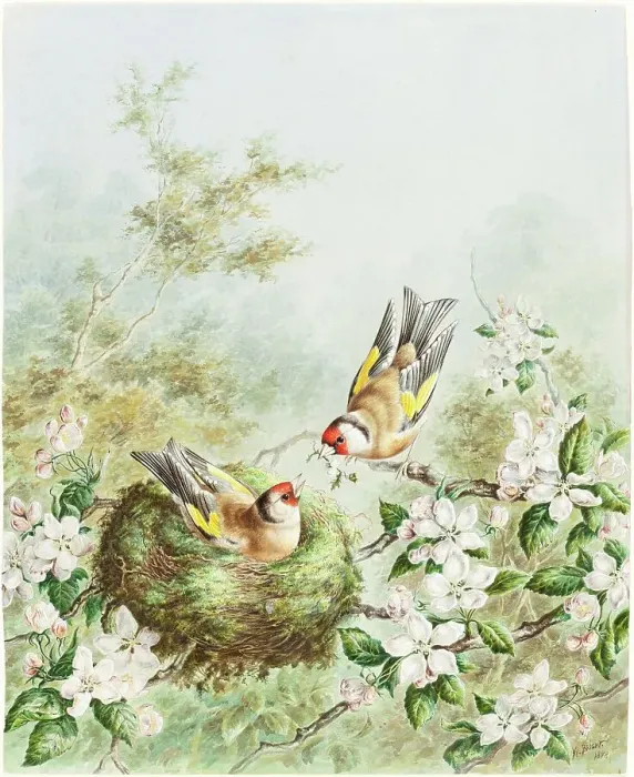 Framed Print : Gold Finches and Their Nest in an Apple Tree, 1878. Creator: Harry Bright Framed Print : Gold Finches and Their Nest in an Apple Tree, 1878. Creator: Harry Bright