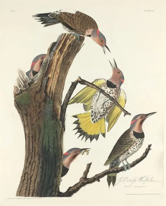Framed Print : Gold-winged Woodpecker, 1828. Creator: Robert Havell Framed Print : Gold-winged Woodpecker, 1828. Creator: Robert Havell