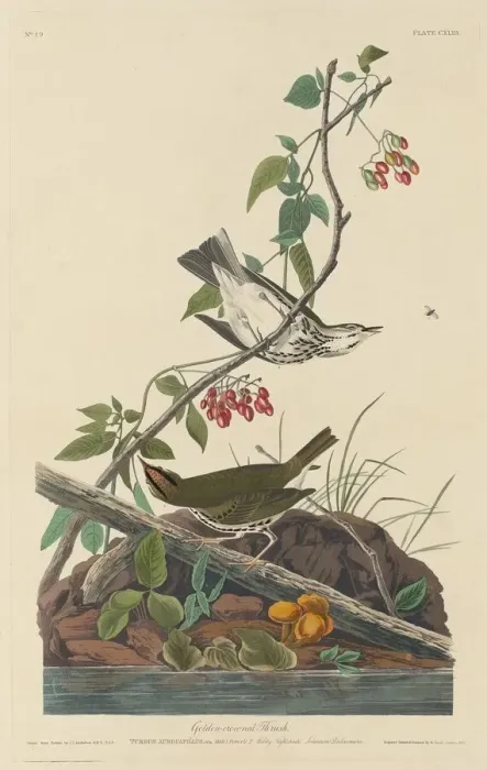 Framed Print : Golden-Crowned Thrush, 1832. Creator: Robert Havell Framed Print : Golden-Crowned Thrush, 1832. Creator: Robert Havell