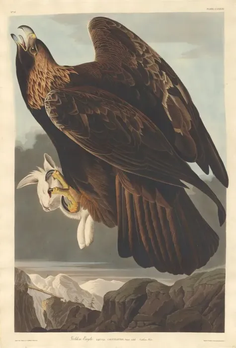 Framed Print : Golden Eagle, 1833. Creator: Robert Havell Framed Print : Golden Eagle, 1833. Creator: Robert Havell