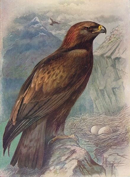 Golden Eagle - A quila chrysa etus, c1910, (1910). Artist: George James Rankin