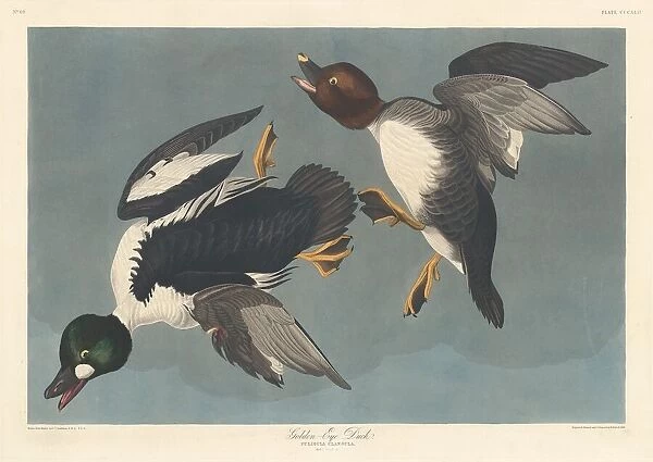 Golden-eye Duck, 1836. Creator: Robert Havell