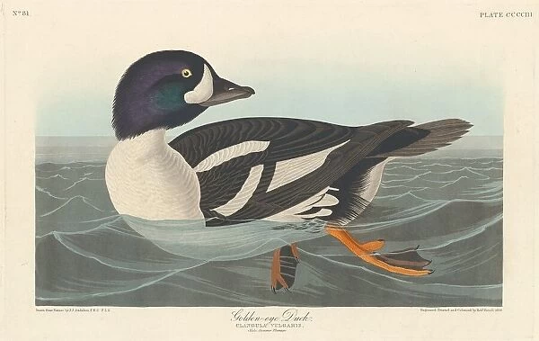 Golden-eye Duck, 1838. Creator: Robert Havell