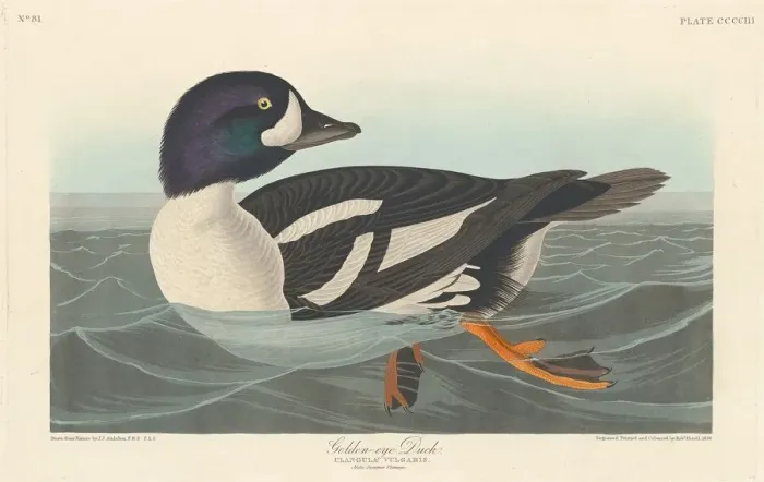 Framed Print : Golden-eye Duck, 1838. Creator: Robert Havell Framed Print : Golden-eye Duck, 1838. Creator: Robert Havell