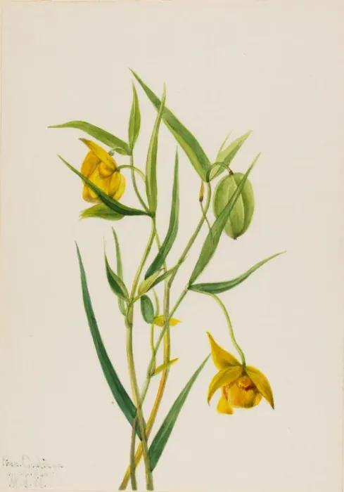 Framed Print : Golden Fairy Lantern (Calochortus amabilis), 1936. Creator: Mary Vaux Walcott Framed Print : Golden Fairy Lantern (Calochortus amabilis), 1936. Creator: Mary Vaux Walcott