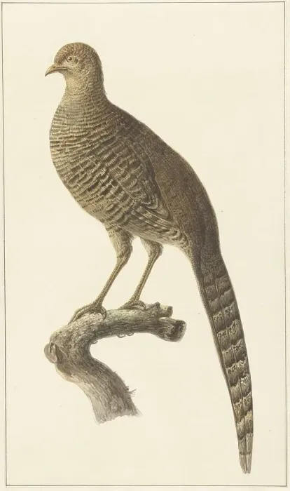 Framed Print : Golden pheasant, them, 1759-1842. Creator: Pieter Bartholomeusz. Barbiers Framed Print : Golden pheasant, them, 1759-1842. Creator: Pieter Bartholomeusz. Barbiers
