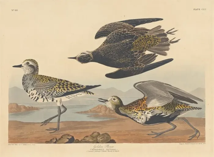 Framed Print : Golden Plover, 1836. Creator: Robert Havell Framed Print : Golden Plover, 1836. Creator: Robert Havell