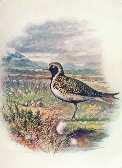 Framed Print : Golden Plover - Charad rius pluvia lis, c1910, (1910). Artist: George James Rankin Framed Print : Golden Plover - Charad rius pluvia lis, c1910, (1910). Artist: George James Rankin