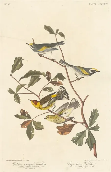 Framed Print : Golden-winged Warbler and Cape May Warbler, 1838. Creator: Robert Havell Framed Print : Golden-winged Warbler and Cape May Warbler, 1838. Creator: Robert Havell