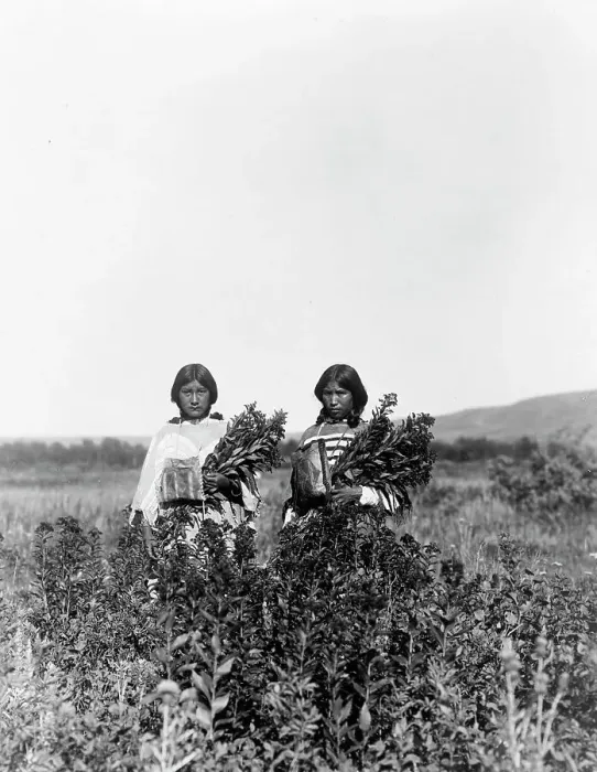 Framed Print : Goldenrod meadows-Piegan, c1910. Creator: Edward Sheriff Curtis Framed Print : Goldenrod meadows-Piegan, c1910. Creator: Edward Sheriff Curtis