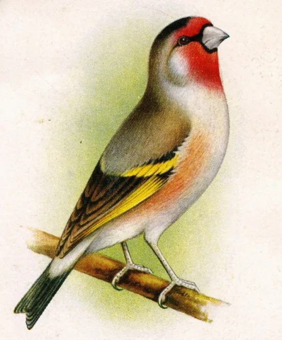 Framed Print : A goldfinch-bullfinch hybrid Framed Print : A goldfinch-bullfinch hybrid