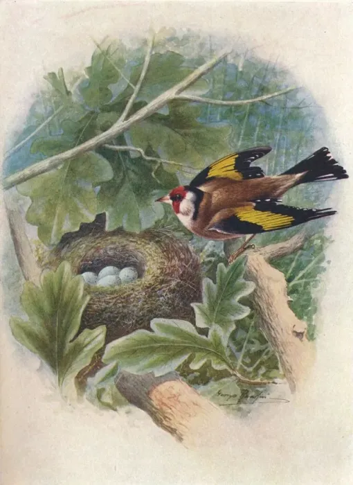 Framed Print : Goldfinch - Cardue lis el egans, c1910, (1910). Artist: George James Rankin Framed Print : Goldfinch - Cardue lis el egans, c1910, (1910). Artist: George James Rankin
