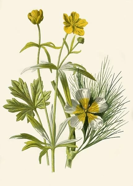 Goldilocks. Water Ranunculus, 1877. Creator: Frederick Edward Hulme
