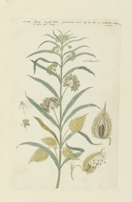 Framed Print : Gomphocarpus fruticosus, formerly Asclepias fruticosa (Tennis-ball milkweed), 1778-1780. Creator: Robert Jacob Gordon Framed Print : Gomphocarpus fruticosus, formerly Asclepias fruticosa (Tennis-ball milkweed), 1778-1780. Creator: Robert Jacob Gordon