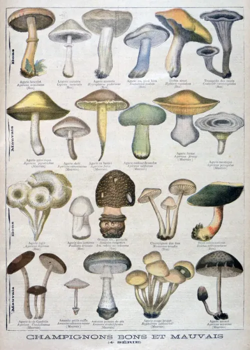 Framed Print : Good and bad mushrooms, 1896 Framed Print : Good and bad mushrooms, 1896