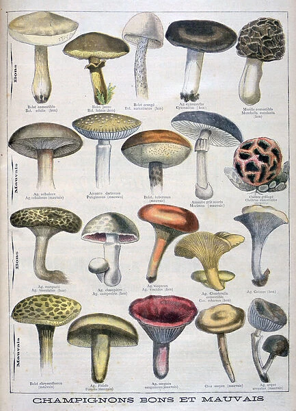 Good and bad mushrooms, 1896