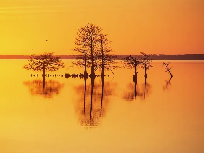 Framed Print : Good As Gold. Creator: Eve Turek Framed Print : Good As Gold. Creator: Eve Turek