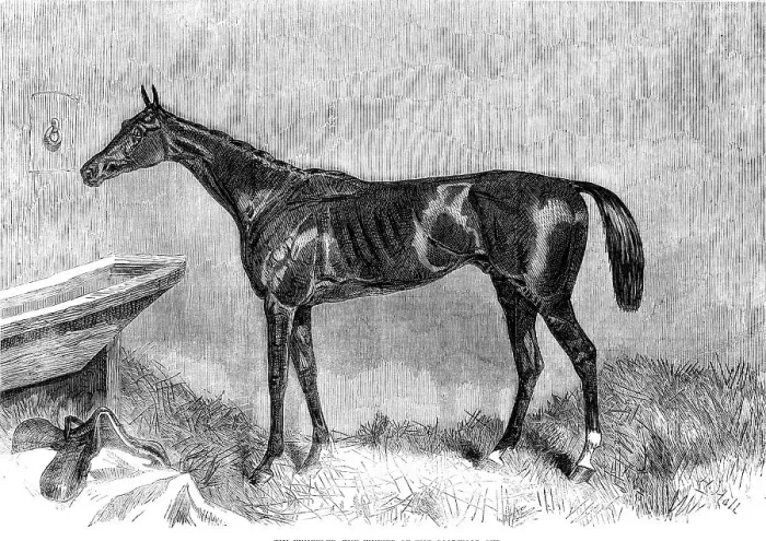 Framed Print : Goodwood Races: Tim Whiffler, the winner of the Goodwood Cup, 1862. Creator: H. Hall Framed Print : Goodwood Races: Tim Whiffler, the winner of the Goodwood Cup, 1862. Creator: H. Hall