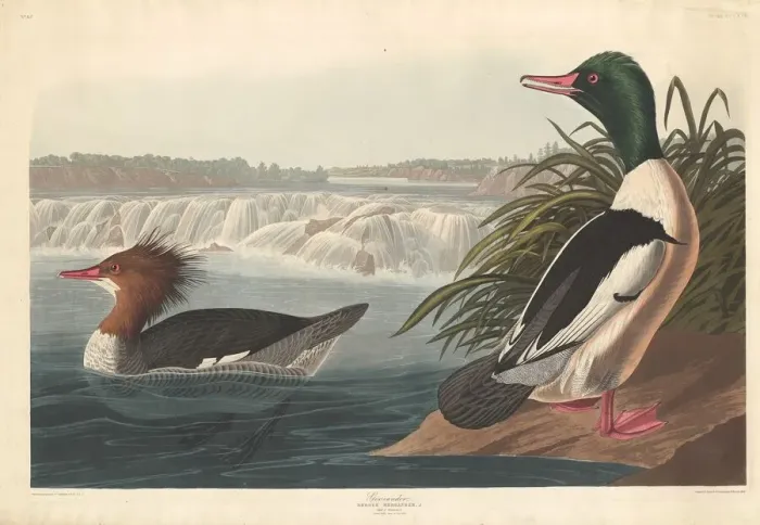 Framed Print : Goosander, 1836. Creator: Robert Havell Framed Print : Goosander, 1836. Creator: Robert Havell