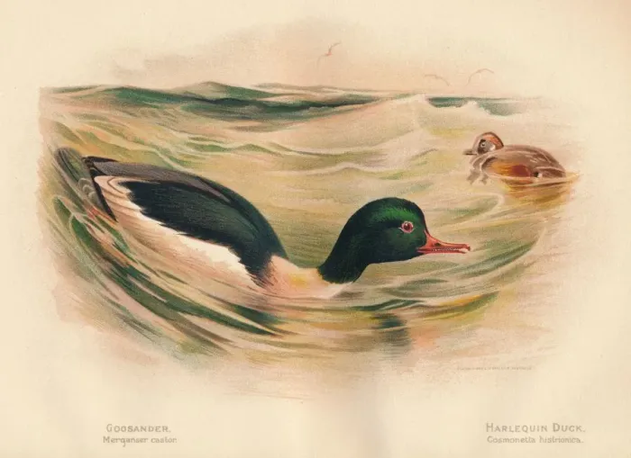Framed Print : Goosander (Merganser castor), Harlequin Duck (Cosmonetta histrionica), 1900, (1900). Artist: Charles Whymper Framed Print : Goosander (Merganser castor), Harlequin Duck (Cosmonetta histrionica), 1900, (1900). Artist: Charles Whymper